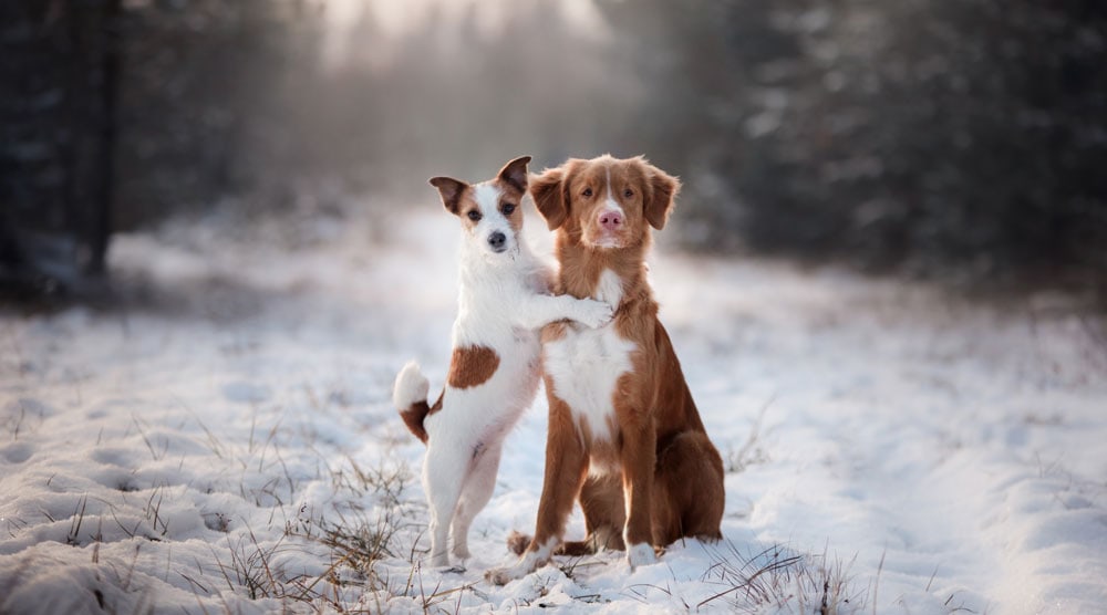 How To Tell if Two Dogs Are Bonded to Each Other