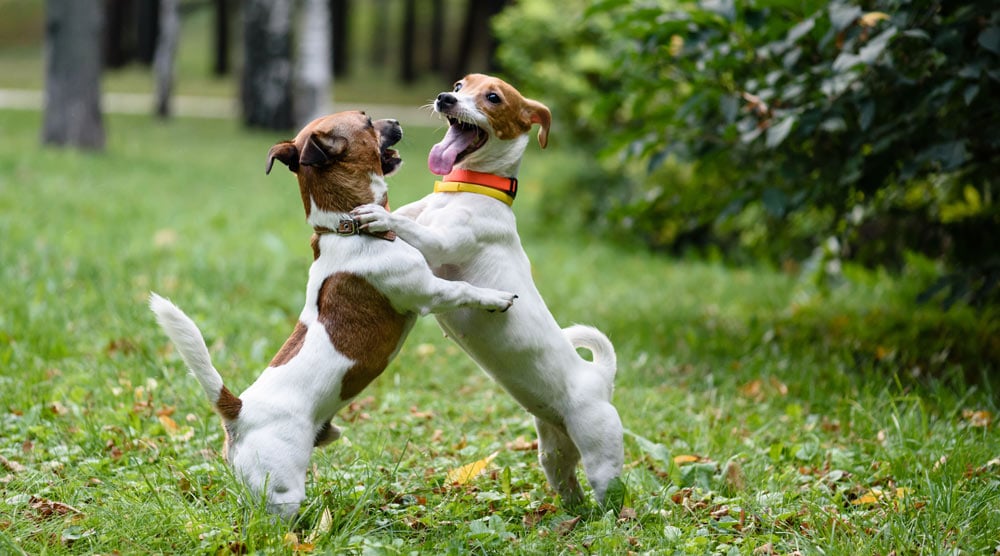 How to Tell if Dogs Are Playing Or Fighting