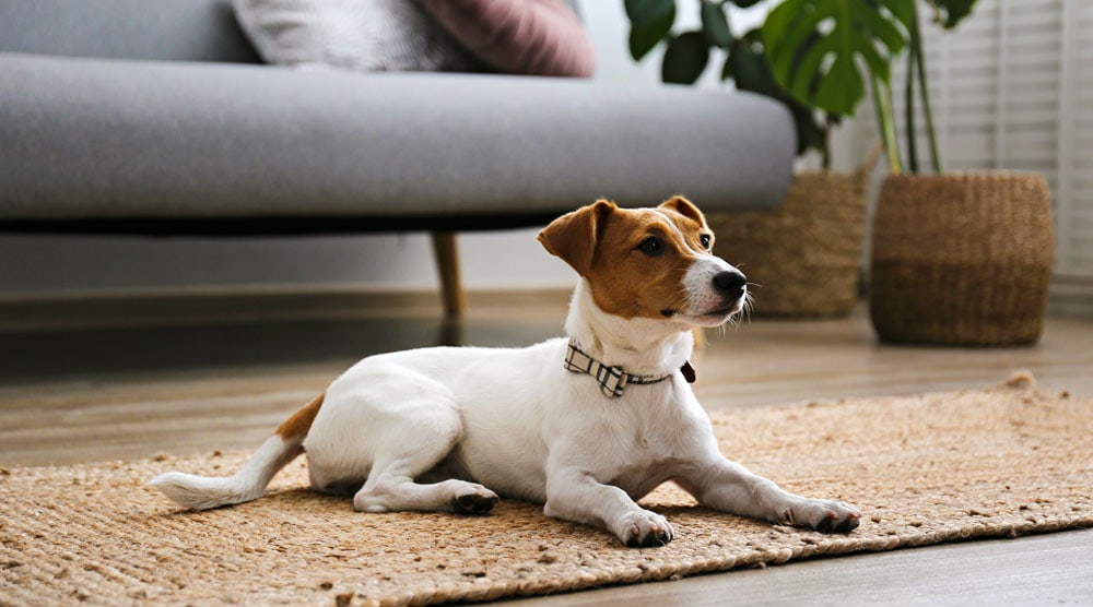 Why Does My Dog Scratch The Carpet? (10 Reasons)