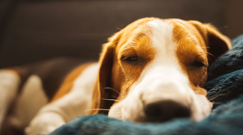 Why Won't My Dog Sleep With Me? (9 Potential Reasons)