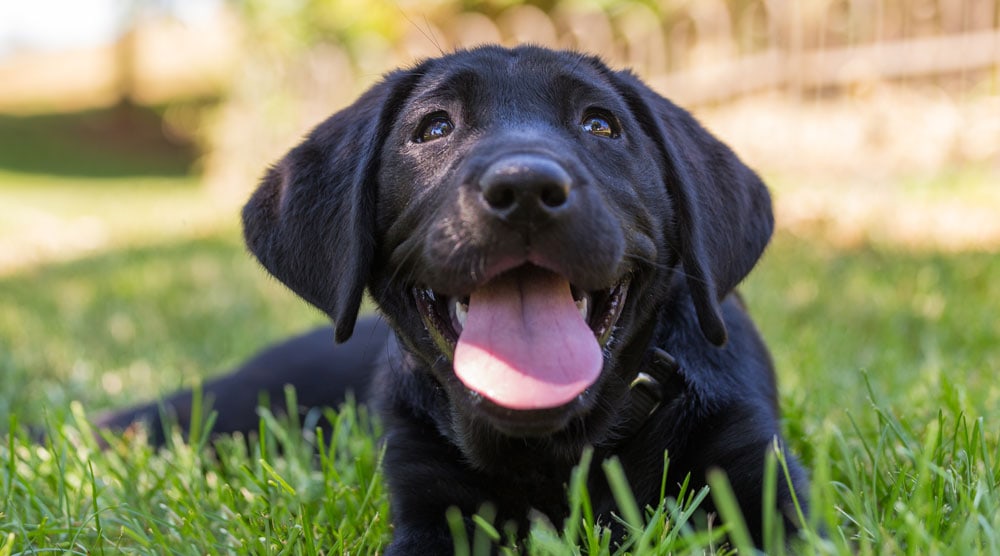 A puppy laying down