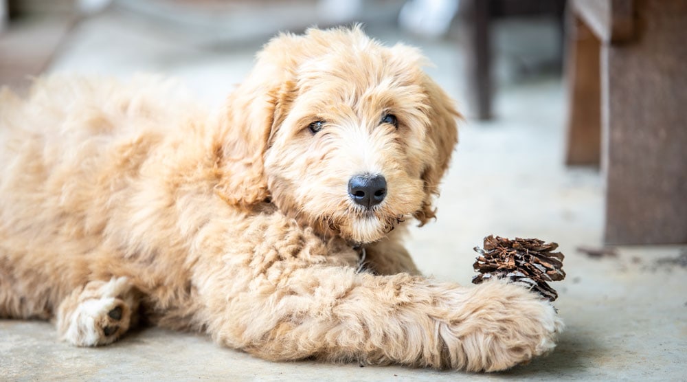 Are Pine Cones Bad For Dogs?