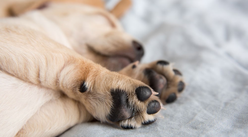 Black Spots on Dog's Paw Pads - What Do They Mean?