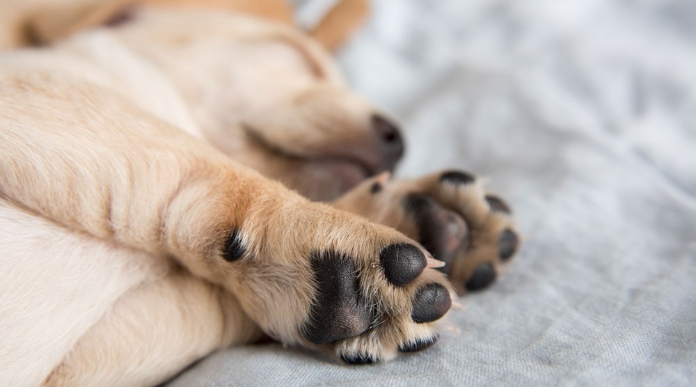 Black Spots on Dog s Paw Pads What Do They Mean