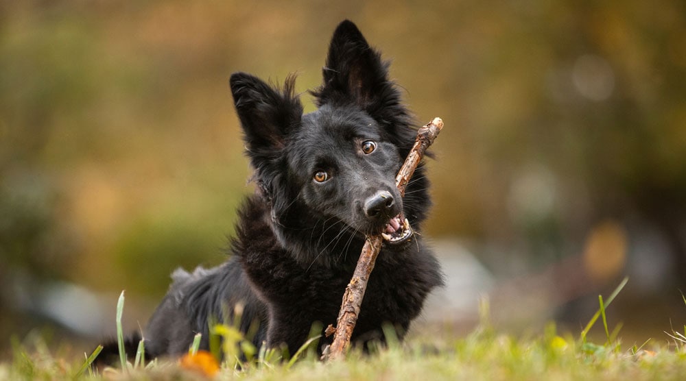 Can Dogs Chew On Sticks?