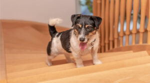 Why Is My Dog Suddenly Afraid To Walk Up Stairs?