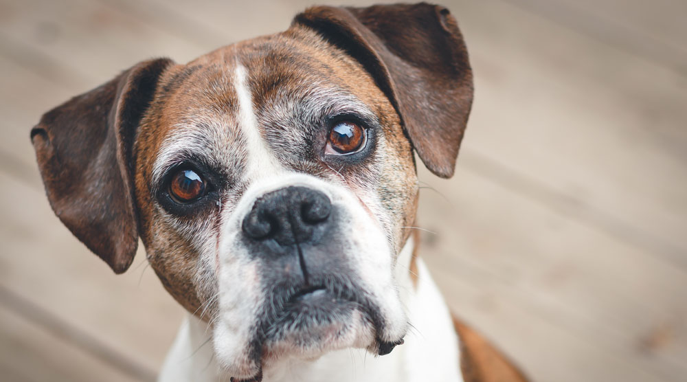 Why Is My Elderly Dog Pacing: 5 Potential Reasons