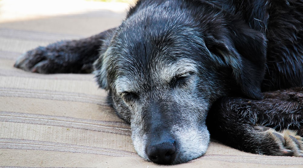 My old dog sales sleeps all day