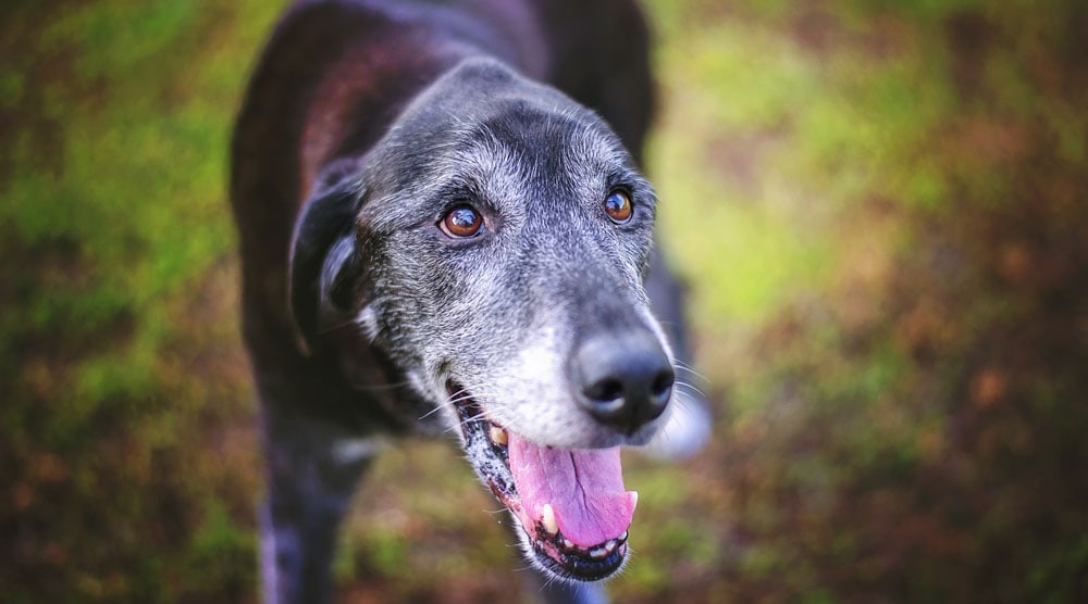 A senior dog outdoors