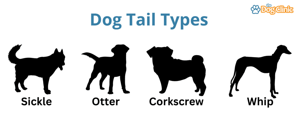 Examples of different types of dog tails