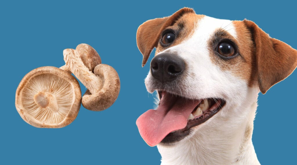 Can dogs eat shiitake mushrooms