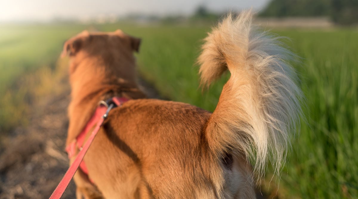A guide to dog tail meanings