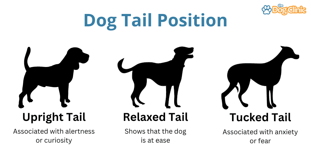 Infographic of a dog's tail position
