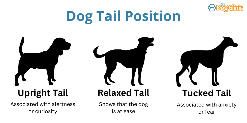 Dog tail positions