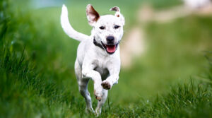 An image of a dog running with tail visible