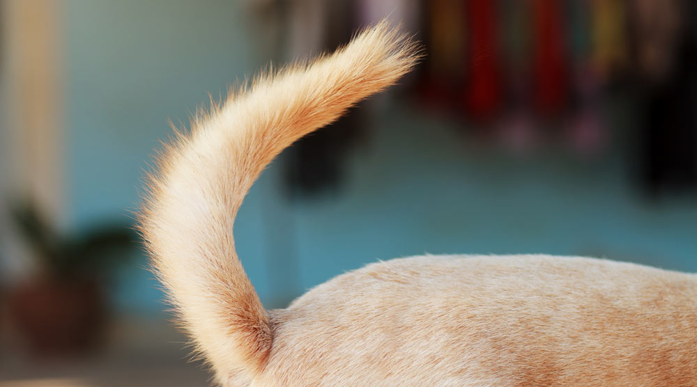 A guide to happy tail syndrome in dogs
