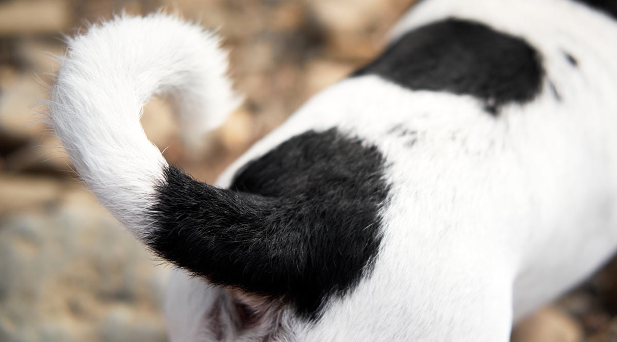 Limber tail in dogs