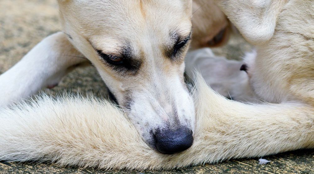 Dog losing hair on tail