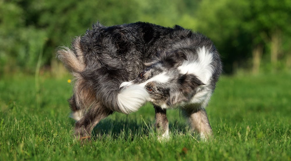 Why do dogs chase their tails?