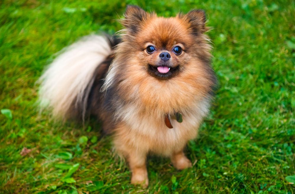 Pomeranian