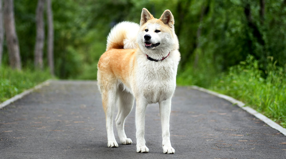 Akita