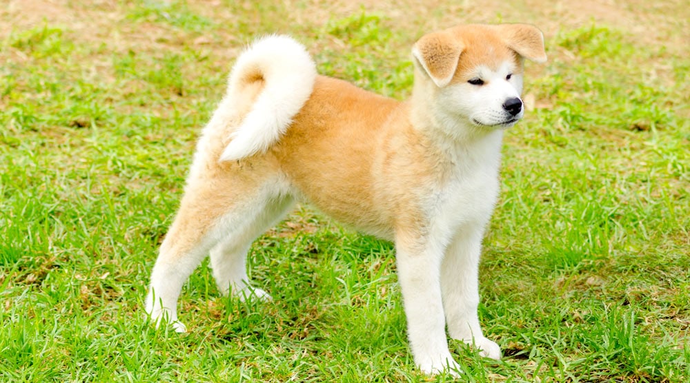 Akita