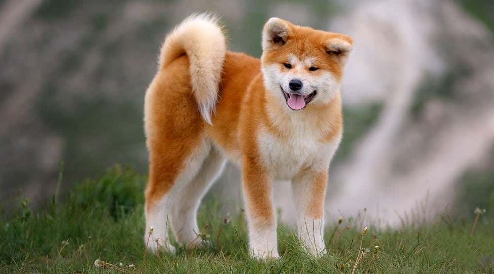 Akita