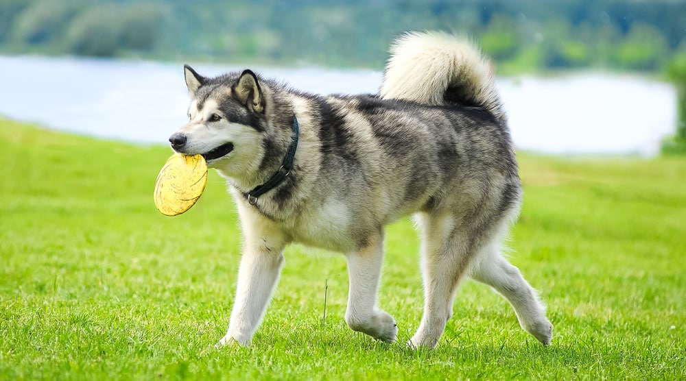 Alaskan Malamute