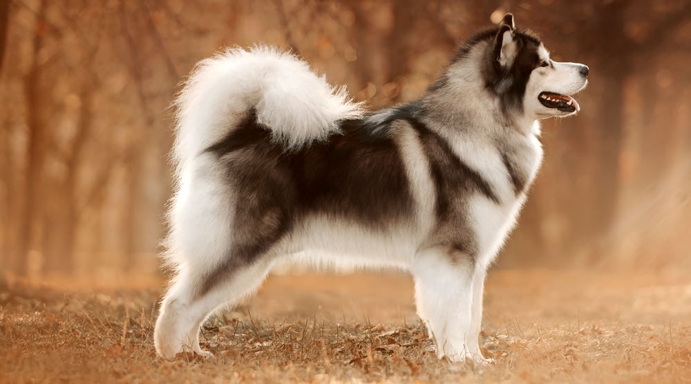 Alaskan Malamute