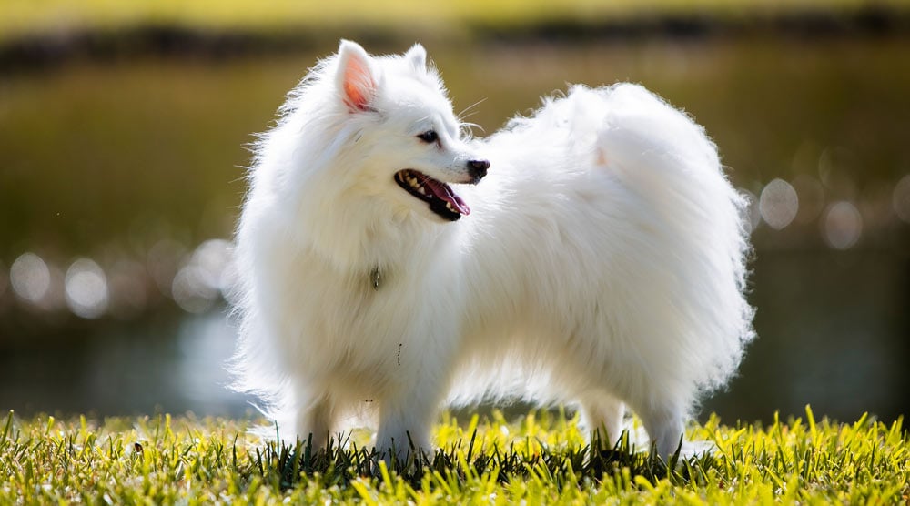 American Eskimo Dog