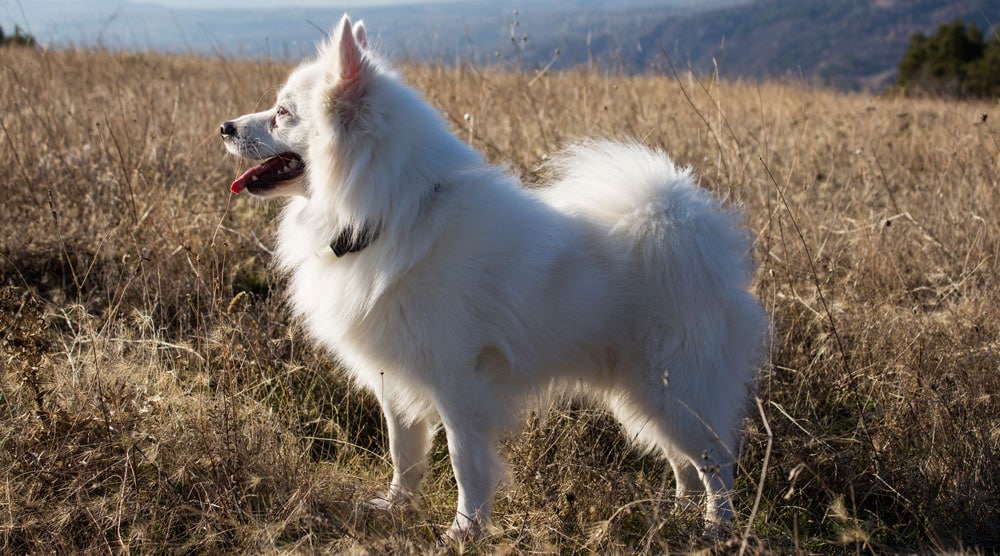 American Eskimo