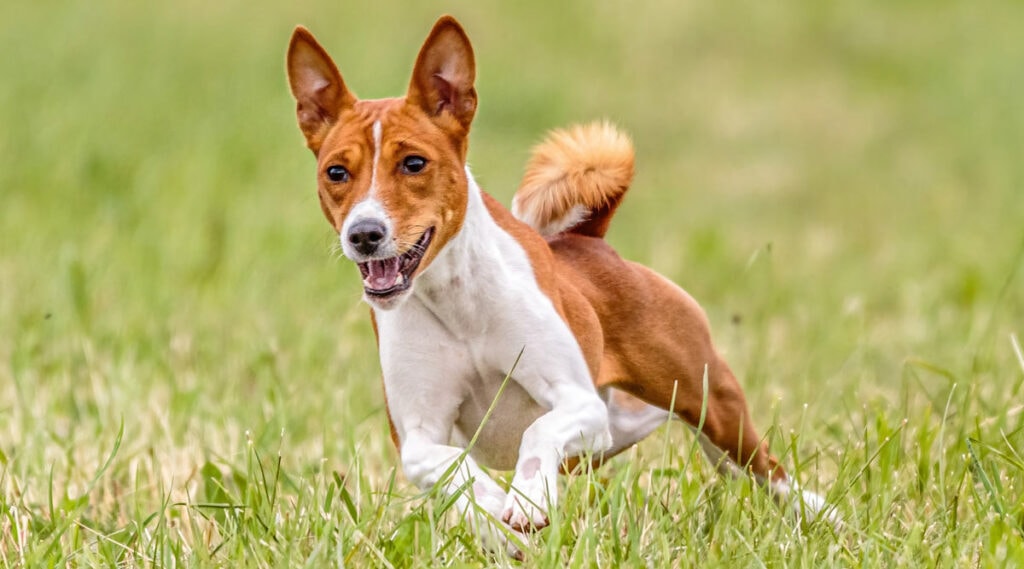 Basenji