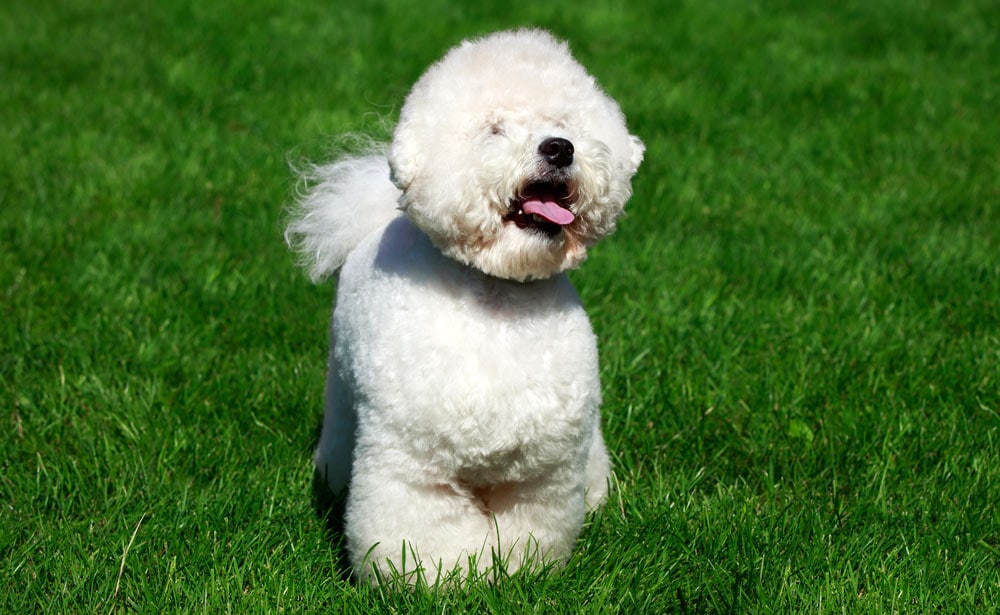 Small white poodle like dog with silky curling coat hotsell