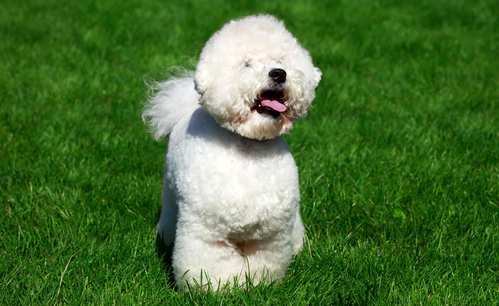 Bichon Frise