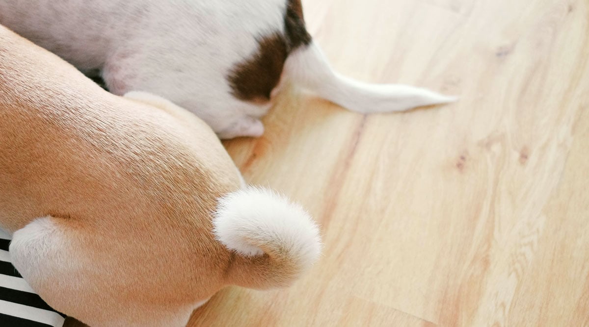 Dog tail bone clearance
