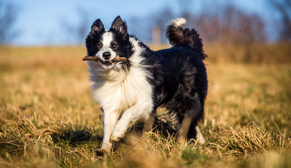 Border collie