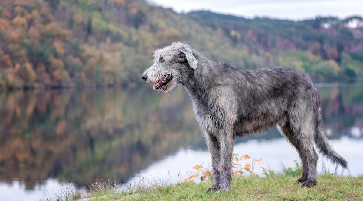 Breeds with long tails