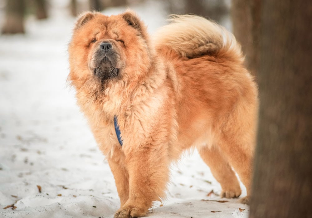 Chow chow