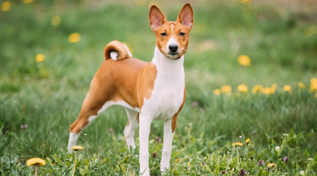 A guide to dog breeds with curly tails