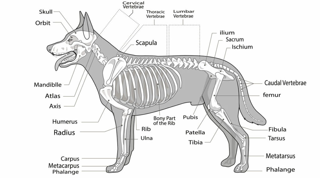  Spine and other dog bones