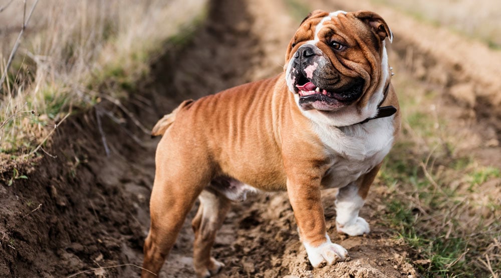 English bulldog