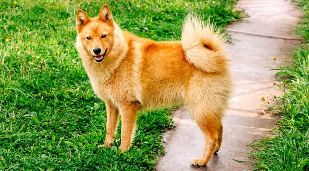 Finnish Spitz