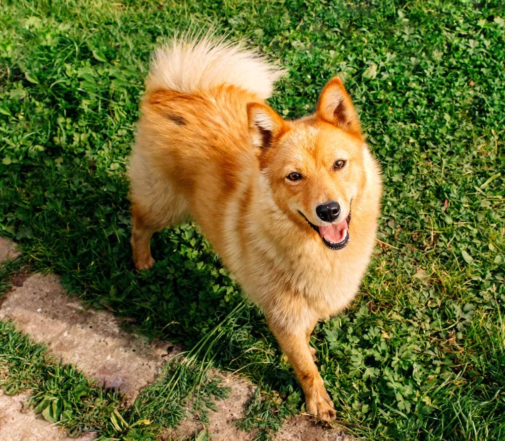 Finnish Spitz