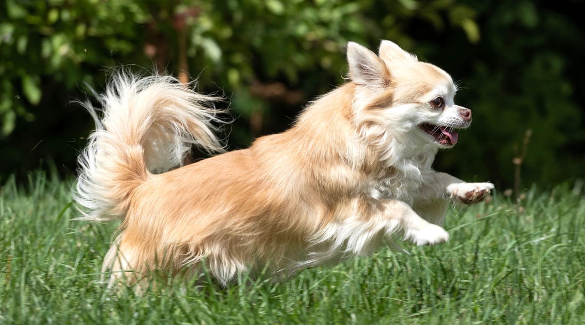 Fluffy tail dog breeds