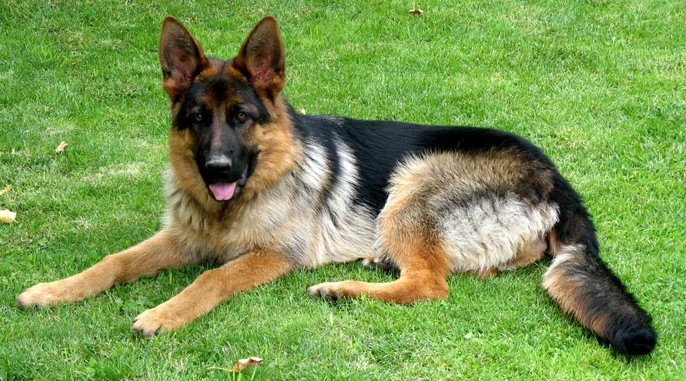 German Shepherd