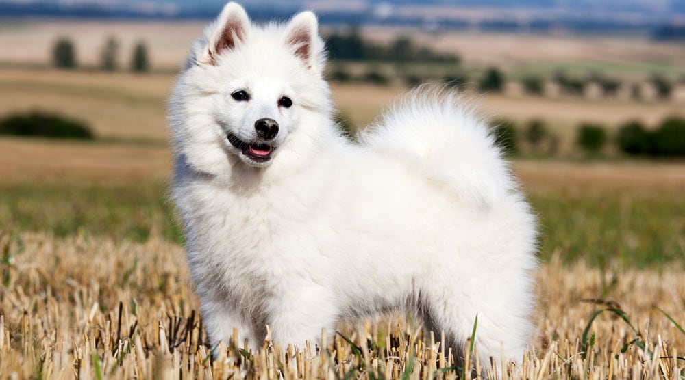 German spitz