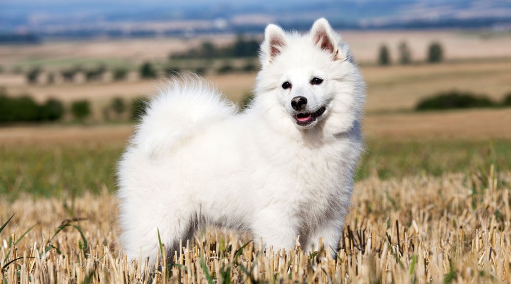 German spitz