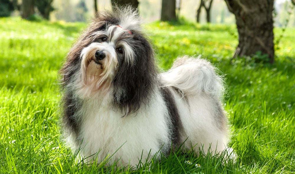 Havanese