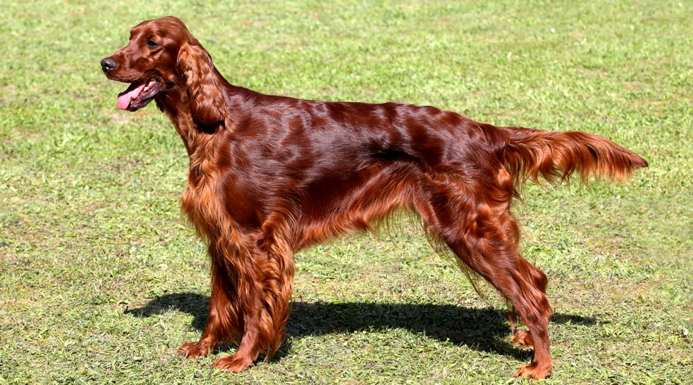 Irish Setter