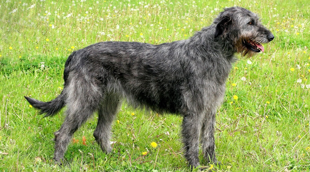 Irish wolfhound